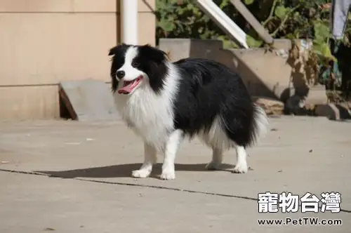 狗狗參賽的具體流程(1圖)-寵物台灣