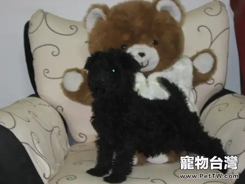 帶您瞭解狗狗被毛的分類