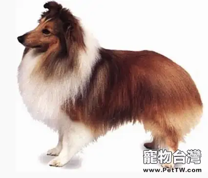 喜樂蒂牧羊犬的介紹（1圖）-寵物台灣