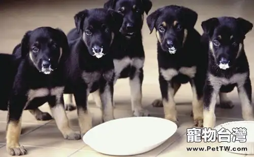 狗狗產後缺鈣的治療方法與護理