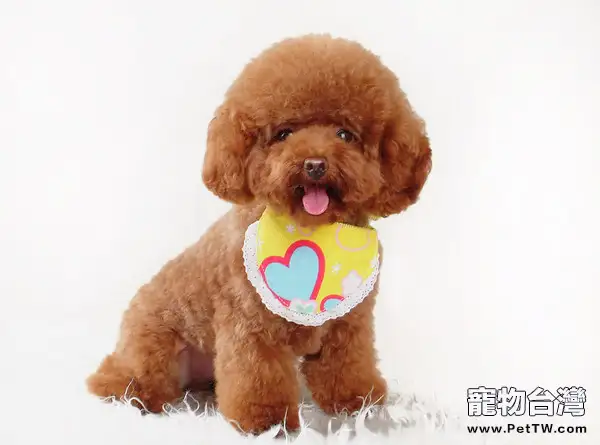 貴賓犬毛褪色問題解析
