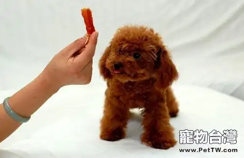 貴賓犬毛髮褪色主人應該怎麼做(1圖)-寵物台灣