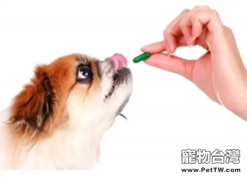 三個技巧輕鬆餵狗狗吃藥