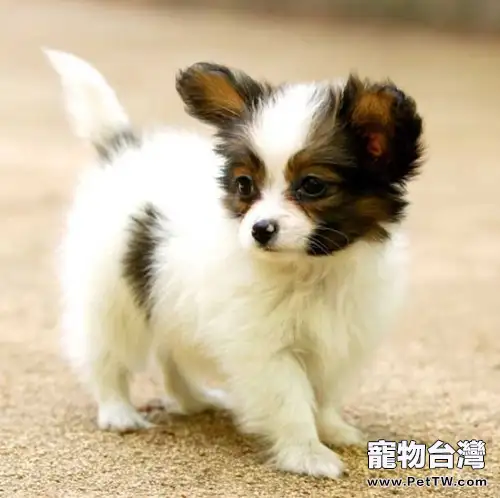 蝴蝶犬的性格特徵解析