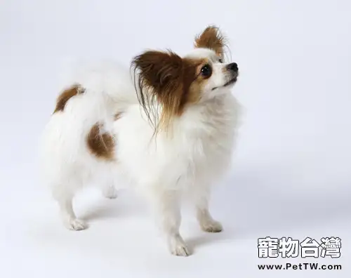 為蝴蝶犬拍照的小技巧分享(1圖)-寵物台灣
