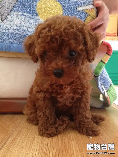 泰迪犬的餵食及護理心得