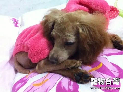 泰迪犬的餵食及護理心得