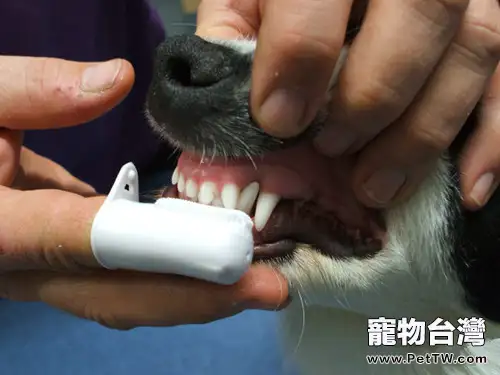 三種狗狗易患的口腔疾病