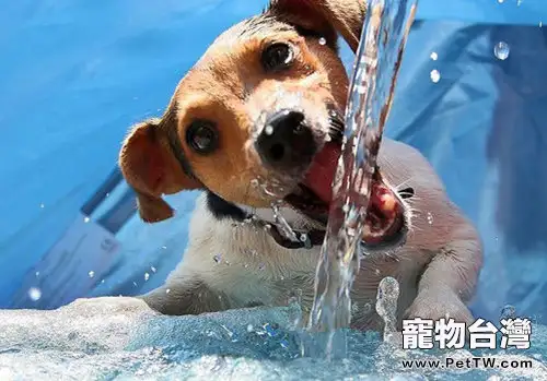 家養狗狗喝什麼水好