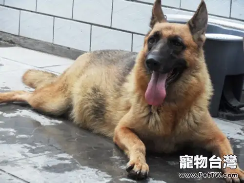 德國牧羊犬的訓練時間及訓練方法