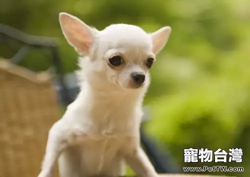選購吉娃娃犬的注意事項