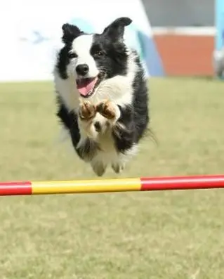 訓練寵物狗學會跳高的方法