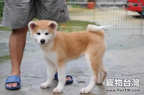 秋田犬有口臭怎麼去除(1圖)-寵物台灣