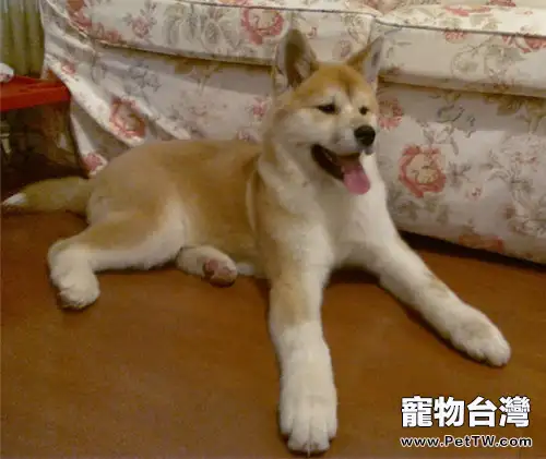 秋田犬易被哪些疾病困擾(1圖)-寵物台灣