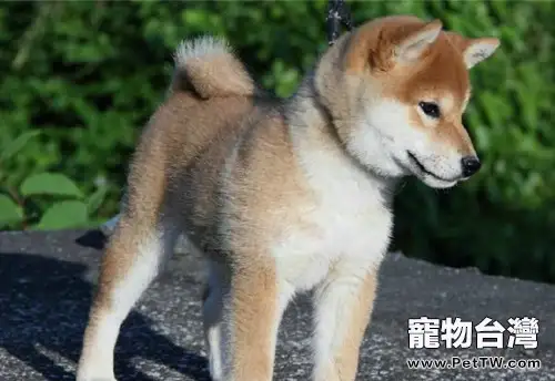 怎樣為秋田犬驅蟲(1圖)-寵物台灣