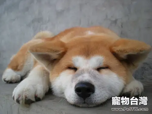 為秋田犬剪毛的小技巧(1圖)-寵物台灣