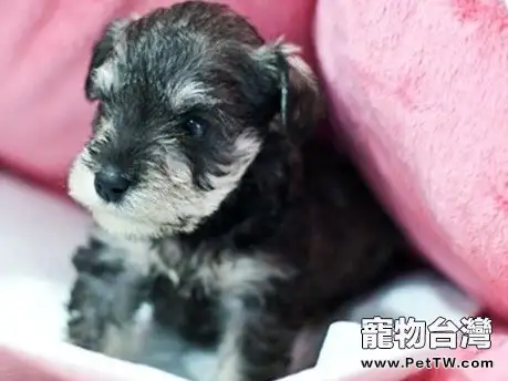 對付不喜歡吃藥的雪納瑞的辦法(1圖)-寵物台灣