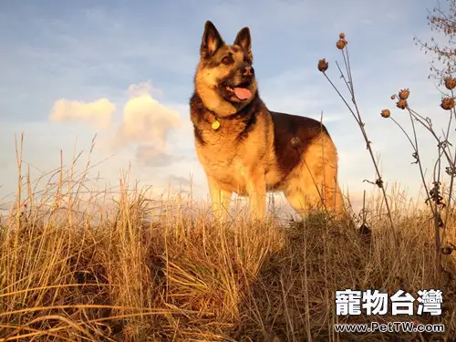 冬季怎樣預防狗狗皮膚病