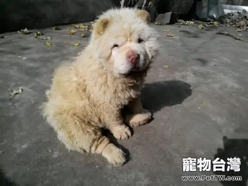 狗狗的臀部怎麼護理(1圖)-寵物台灣
