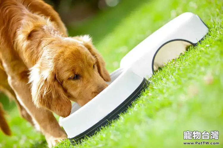 如何調理狗狗的脆弱腸胃