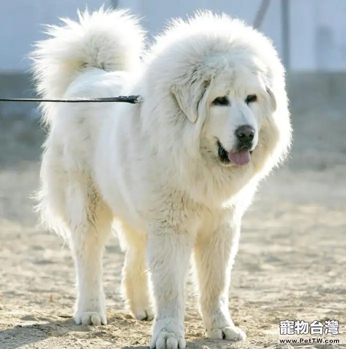雪獒鑒別標準 誤將大白熊當雪獒(1圖)-寵物台灣