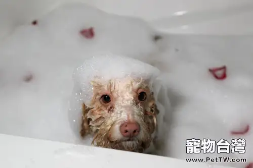 狗狗減壓，為狗狗按摩必知