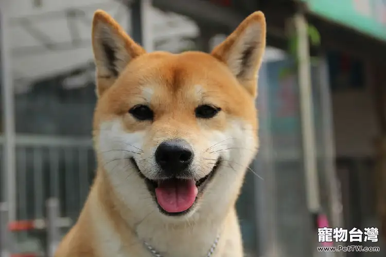 柴犬的性格特點介紹