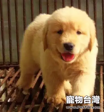 關於如何照顧金毛幼犬