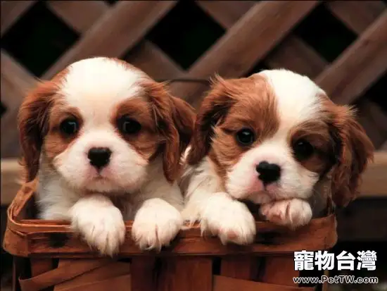 室內養犬必備物品