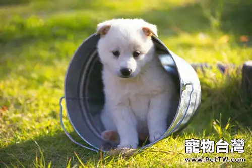 詳解哪些人不適合養狗(1圖)-寵物台灣