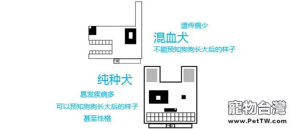 選擇最適合自己的寵物犬