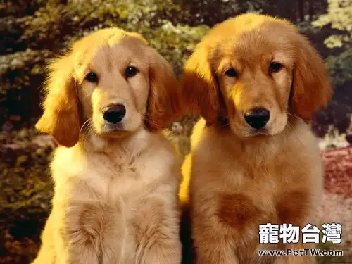 黃金獵犬有看家本領嗎(1圖)-寵物台灣
