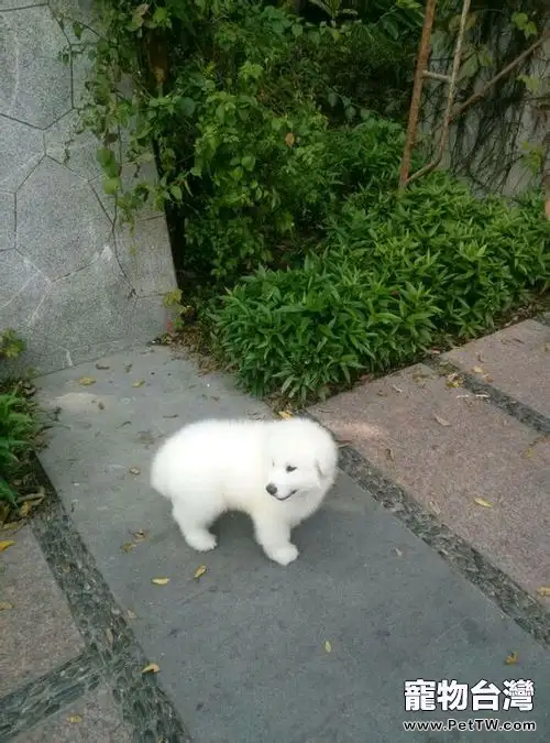 怎樣辨別薩摩耶和大白熊犬