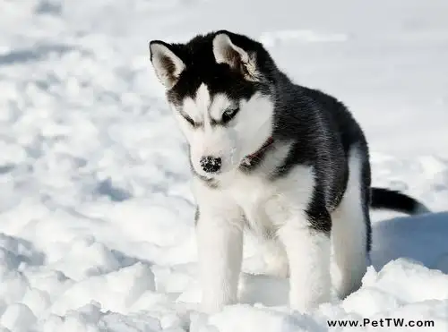 哈士奇總愛睡覺是怎麼回事（1圖）-寵物台灣