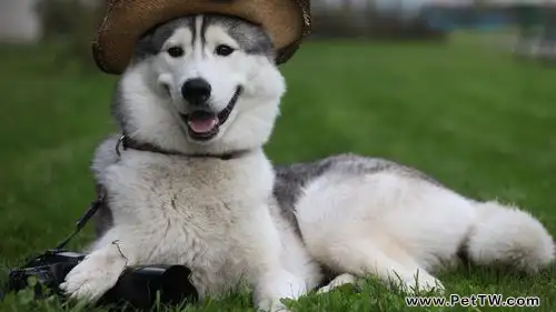 養寵須知：飼養寵物利弊共存（共2張圖片）-寵物台灣