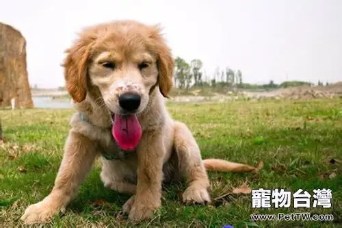 為狗狗除臭的注意事項（1圖）-寵物台灣