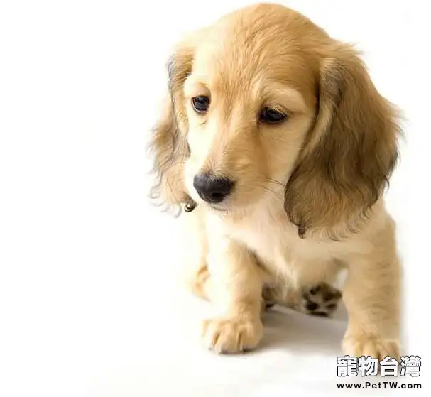 如何治療犬細小病毒(1圖)-寵物台灣