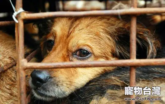 狗狗常用藥必備大全(1圖)-寵物台灣