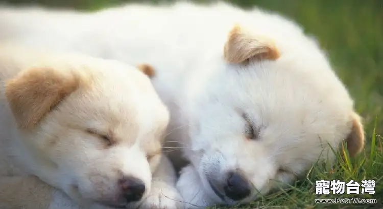 狗狗的睡眠習慣是怎麼養成的