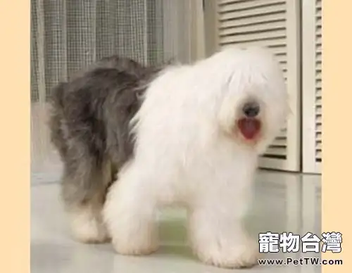 為狗狗開結的注意事項(1圖)-寵物台灣