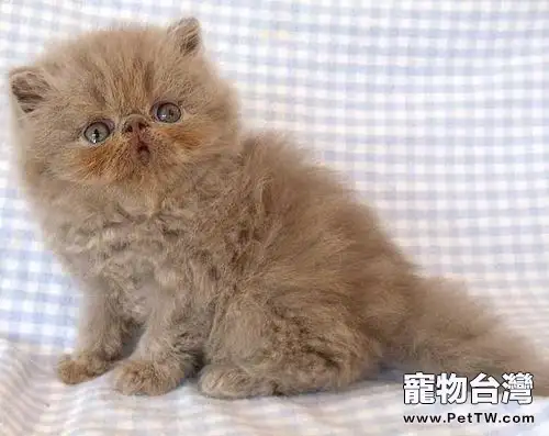 飼養波斯貓的注意事項(1圖)-寵物台灣