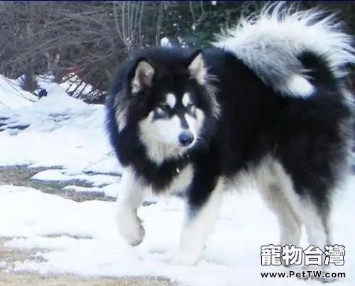 阿拉斯加雪橇犬的毛髮該如何護理