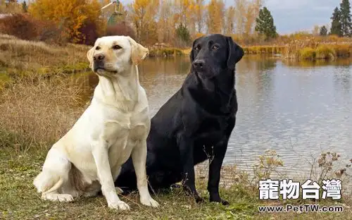 帶您認識拉布拉多的眼睛(1圖)-寵物台灣