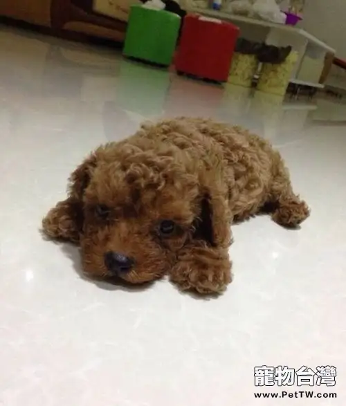 泰迪犬的顏色有哪些(1圖)-寵物台灣