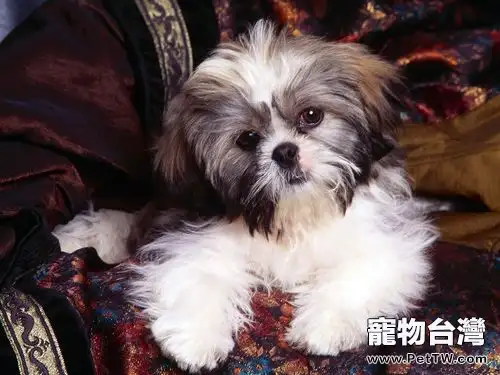 西施犬在冬季怕冷嗎(1圖)-寵物台灣