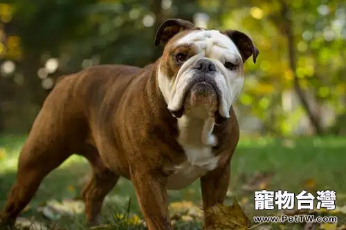 鬥牛犬餵養的必備知識