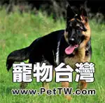 哪些犬適合做導盲犬