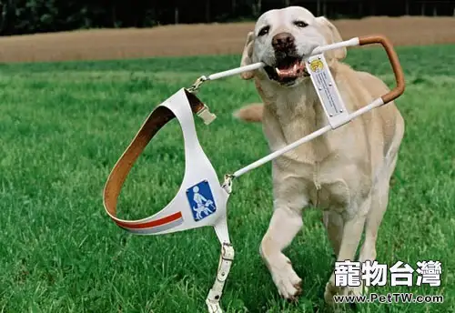 哪些犬適合做導盲犬