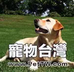 哪些犬適合做導盲犬