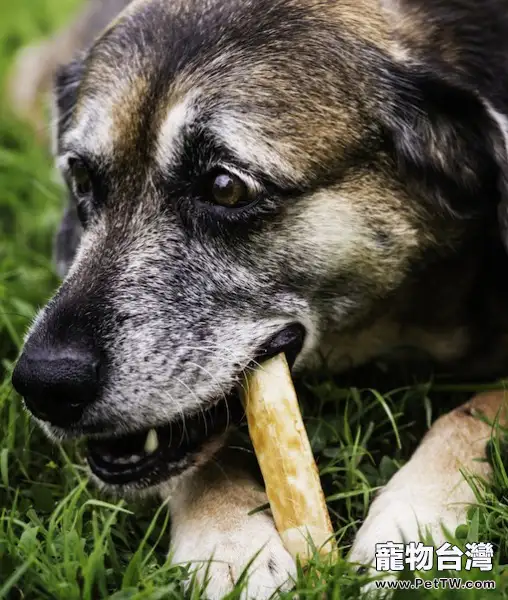 飼喂老齡犬的10條建議